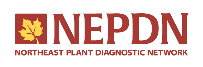 NEPDN