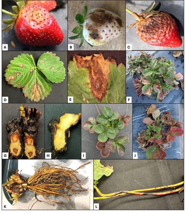 Symptoms and of neopestalotiopsis of different plant tissues