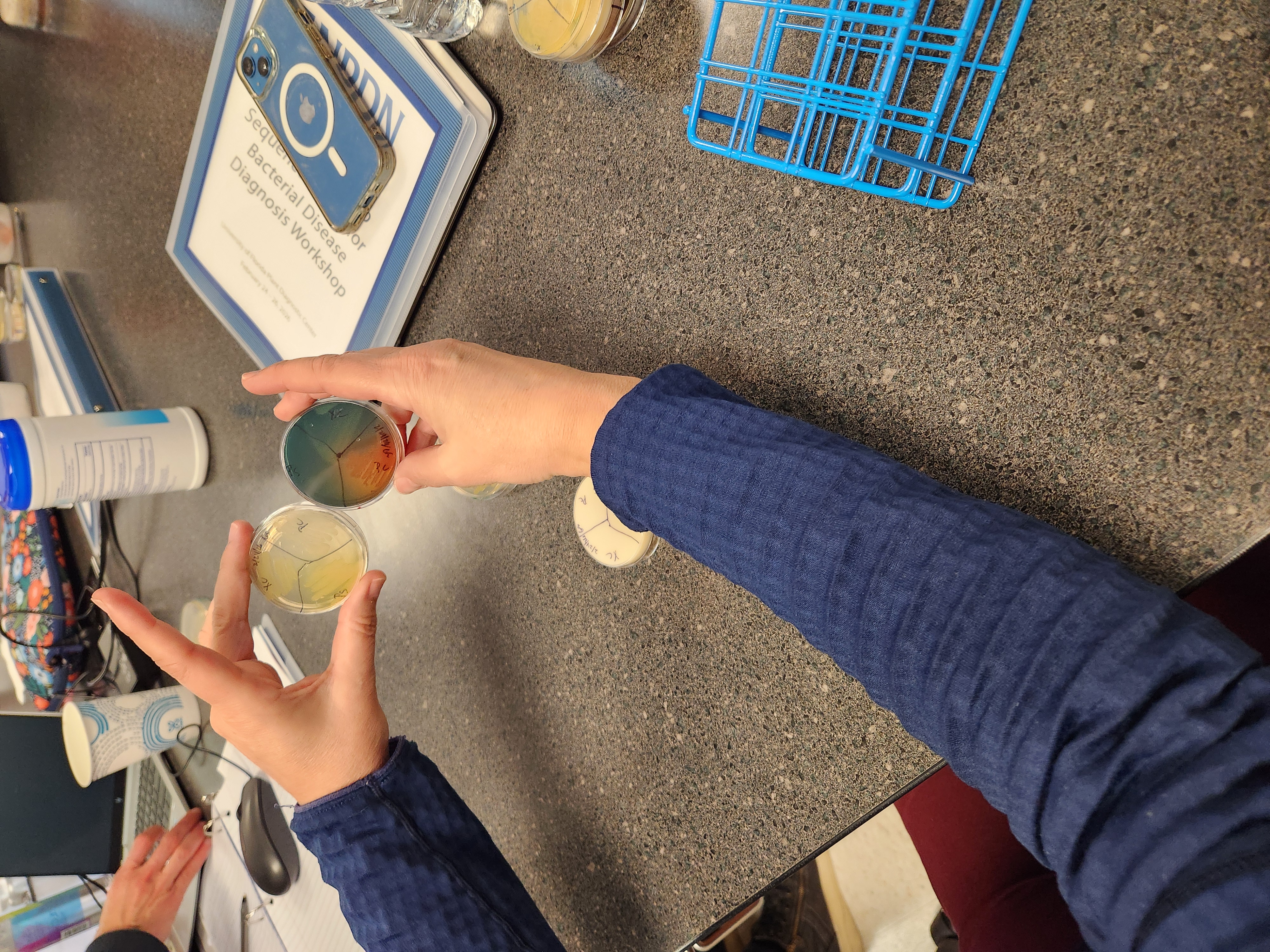 A person holding a petri plate that shows growth.