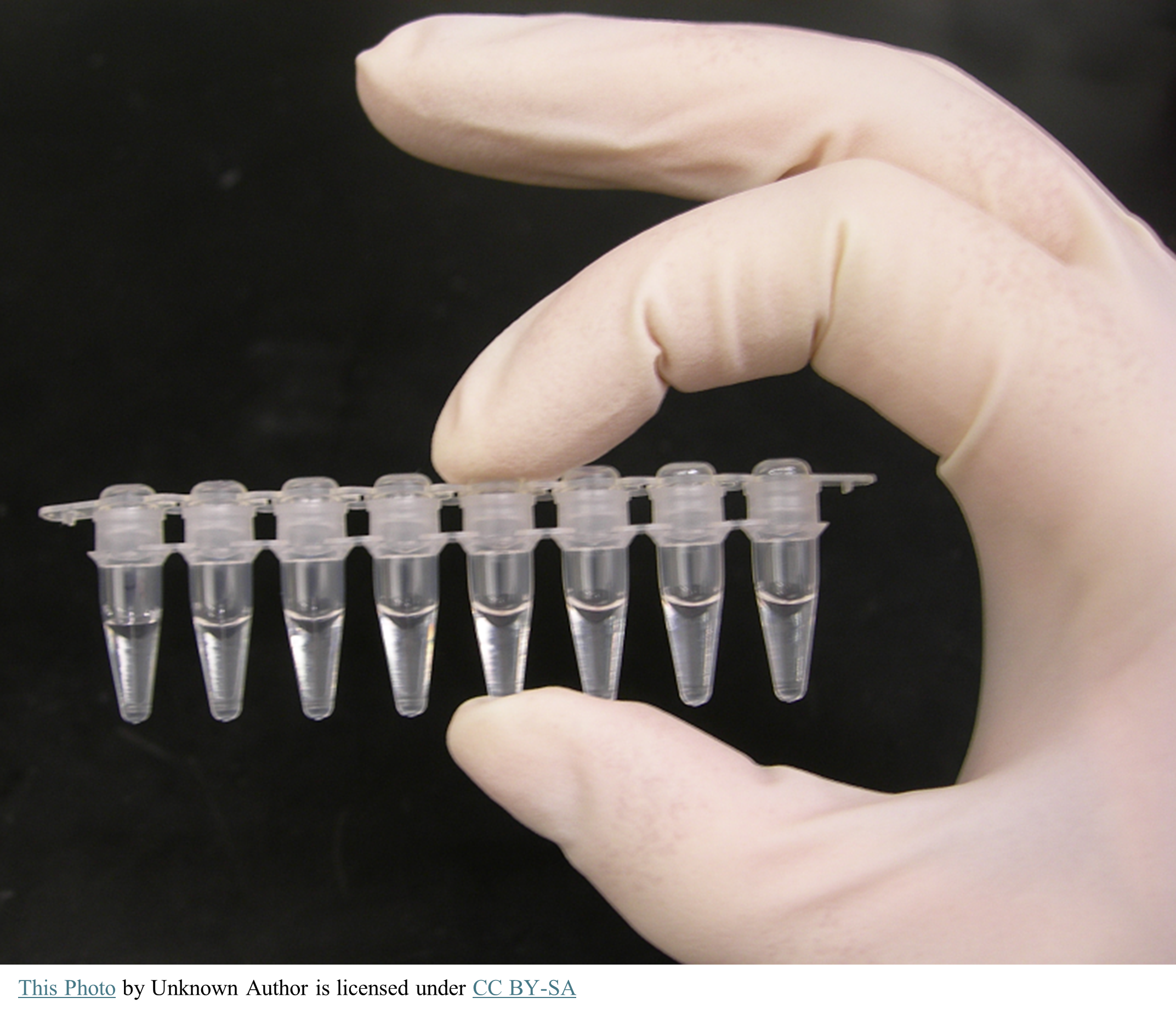 A gloved hand holding eight microcentrifuge tubes