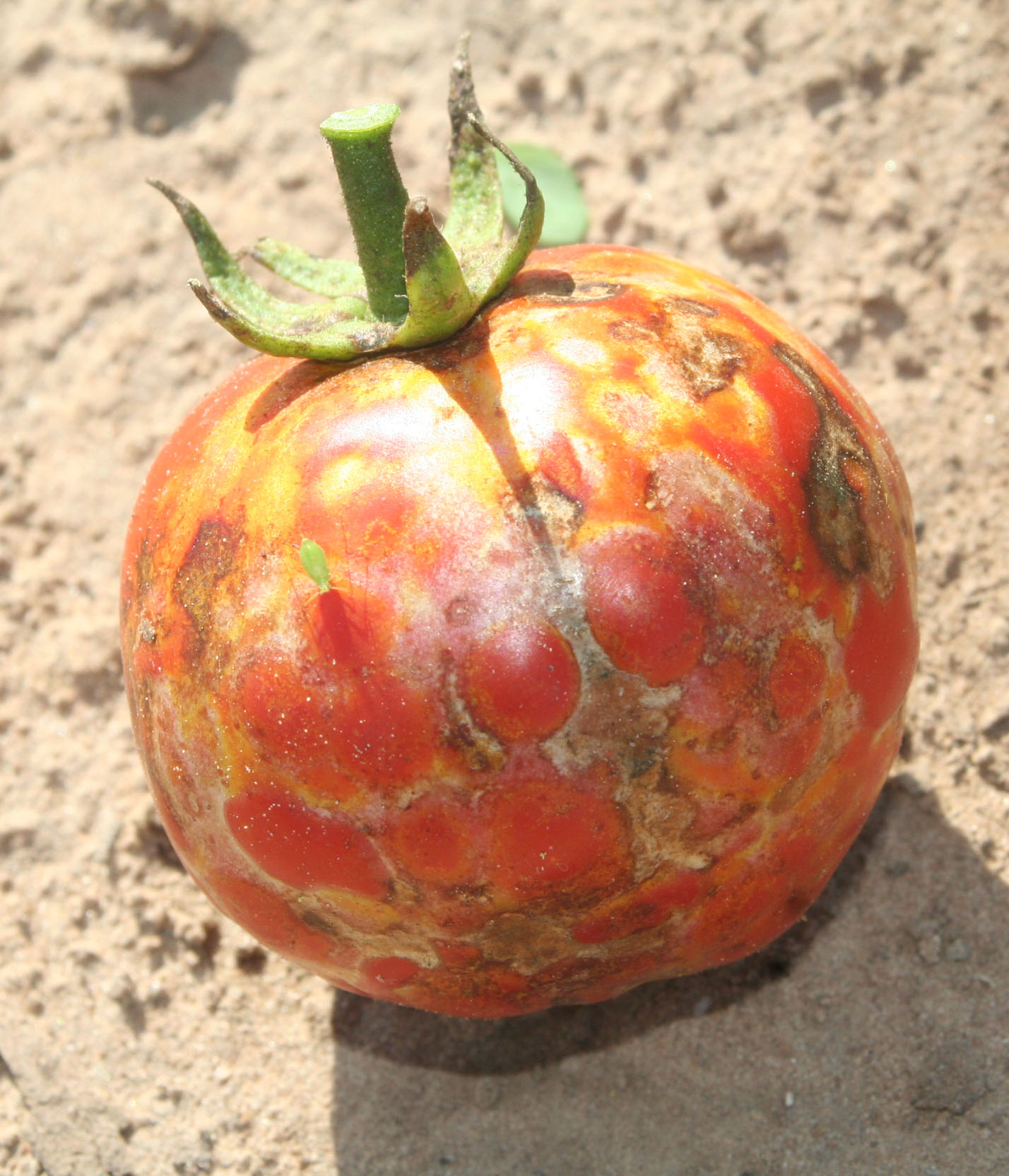 A diseased tomato
