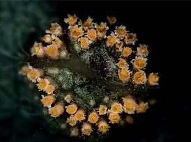 A rust fungus on plant material